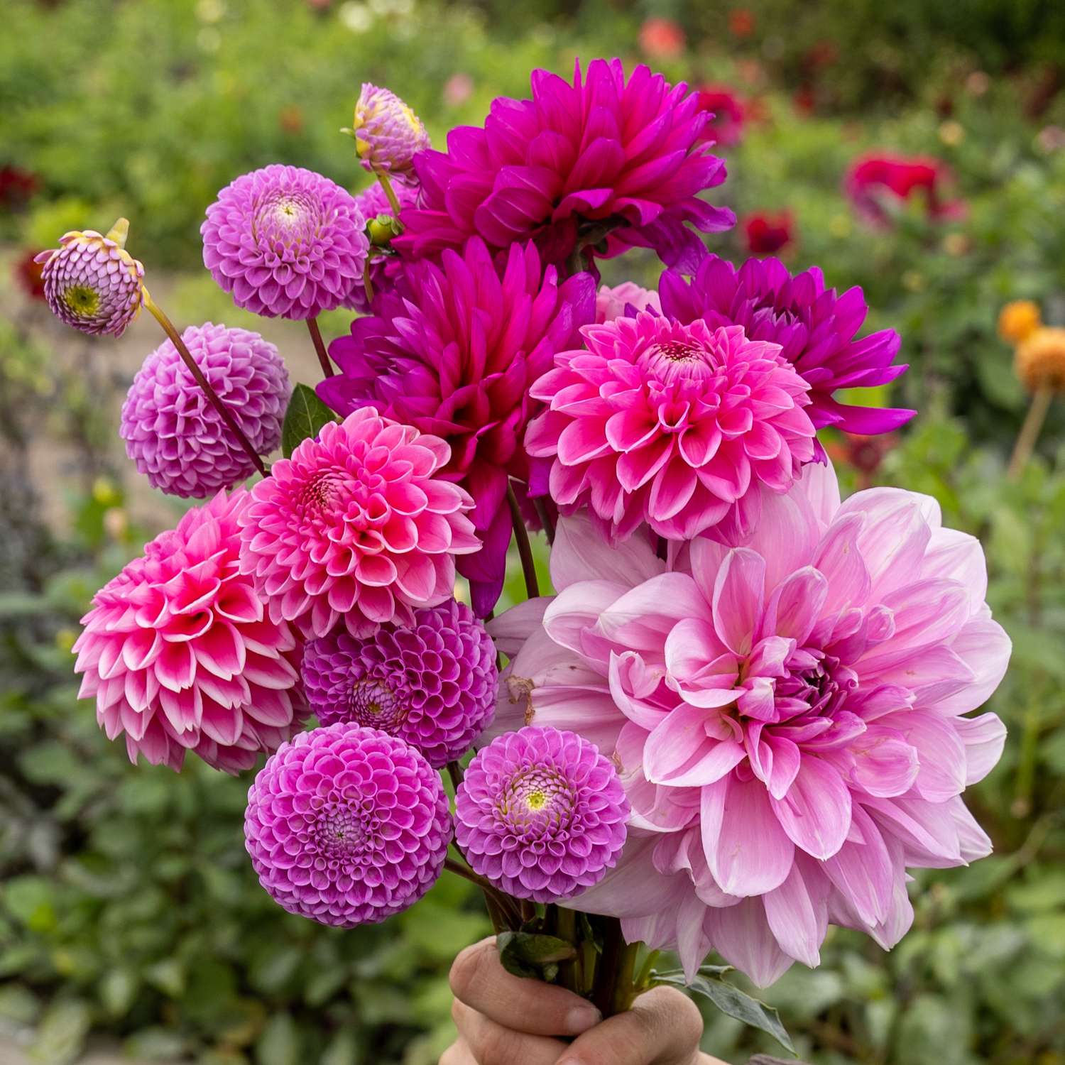 Daaliasekoitus ‘Purple Favorites’